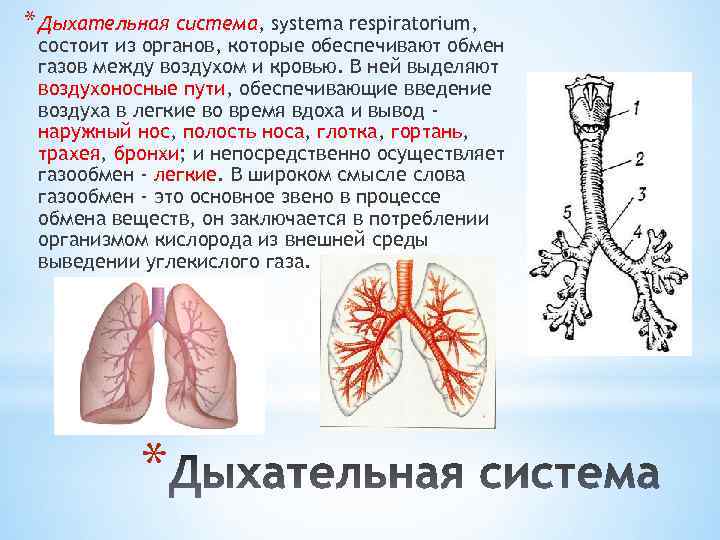 Дыхательная система человека презентация