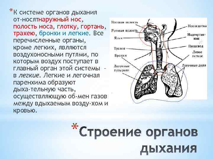 Носовая полость трахея бронхи легкие