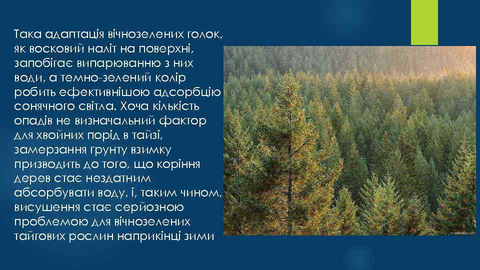 Така адаптація вічнозелених голок, як восковий наліт на поверхні, запобігає випарюванню з них води,