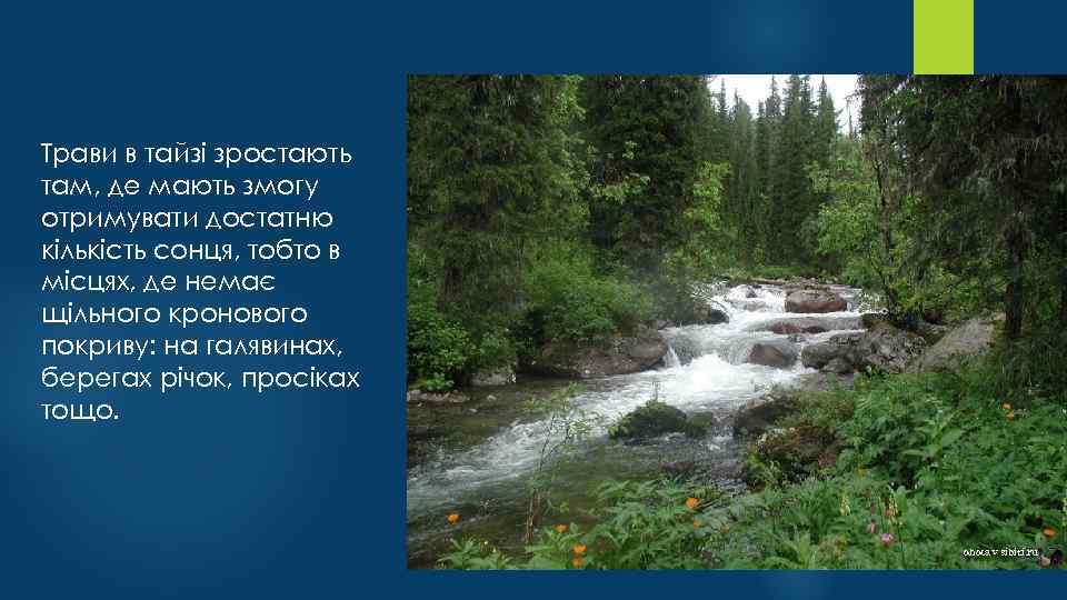 Трави в тайзі зростають там, де мають змогу отримувати достатню кількість сонця, тобто в