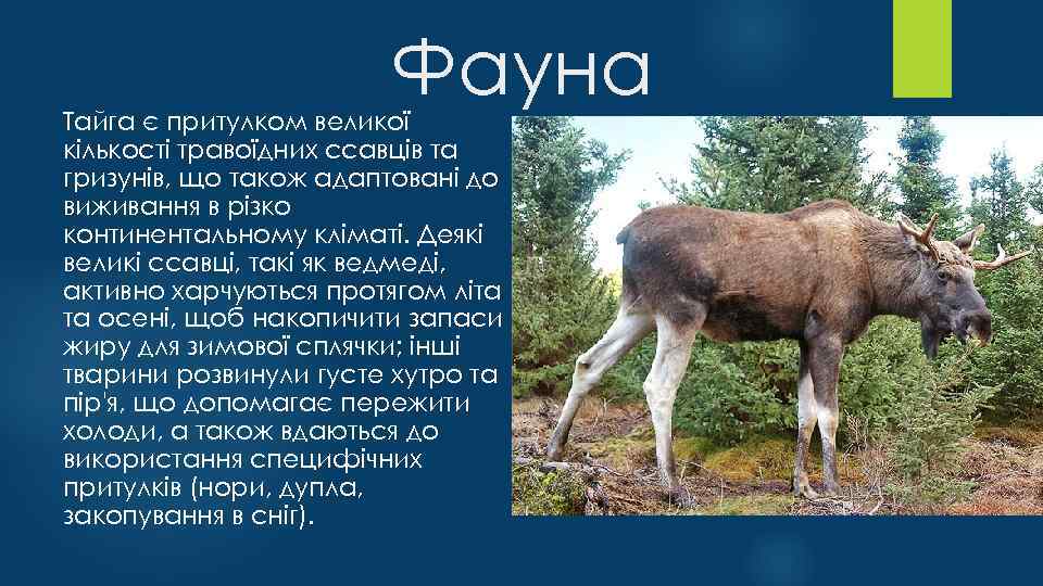 Фауна Тайга є притулком великої кількості травоїдних ссавців та гризунів, що також адаптовані до