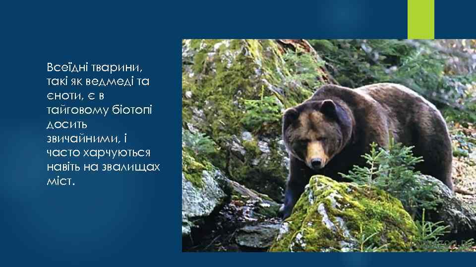 Всеїдні тварини, такі як ведмеді та єноти, є в тайговому біотопі досить звичайними, і