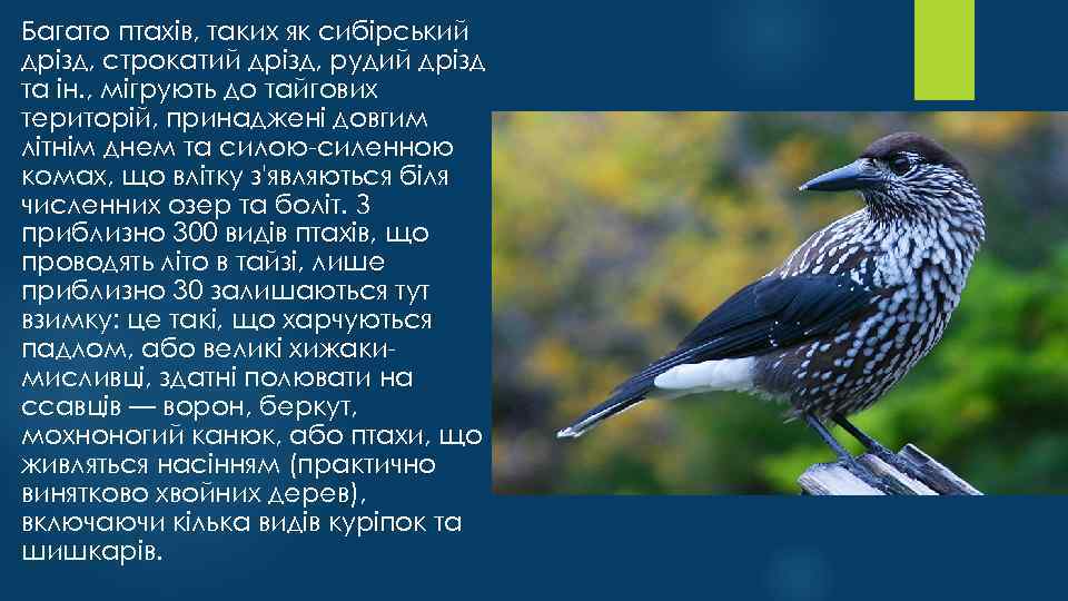 Багато птахів, таких як сибірський дрізд, строкатий дрізд, рудий дрізд та ін. , мігрують