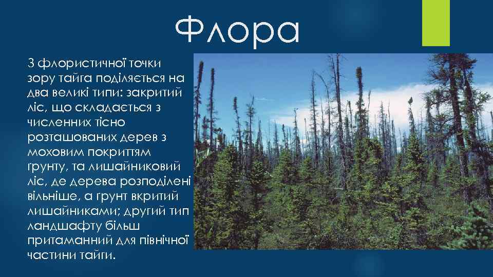 Флора З флористичної точки зору тайга поділяється на два великі типи: закритий ліс, що