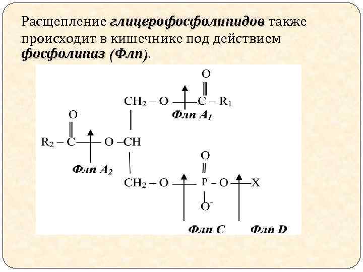 Схема синтеза глицерофосфолипидов