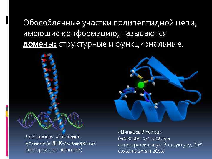 Обособленные участки полипептидной цепи, имеющие конформацию, называются домены: структурные и функциональные. Лейциновая «застежкамолния» (в