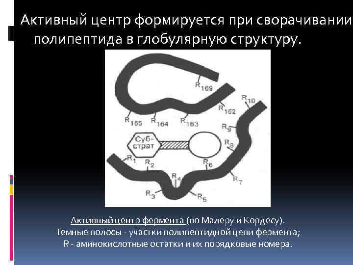 Активный центр формируется при сворачивании полипептида в глобулярную структуру. Активный центр фермента (по Малеру