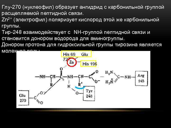 Механизм образования пептидной связи. Схема образования пептидной связи. Расщепляемая пептидная связь. Нуклеофил и электрофил.