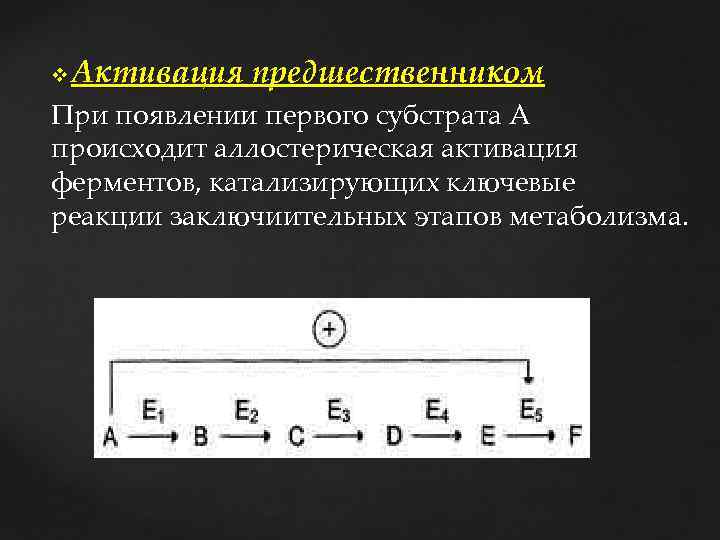 v Активация предшественником При появлении первого субстрата А происходит аллостерическая активация ферментов, катализирующих ключевые