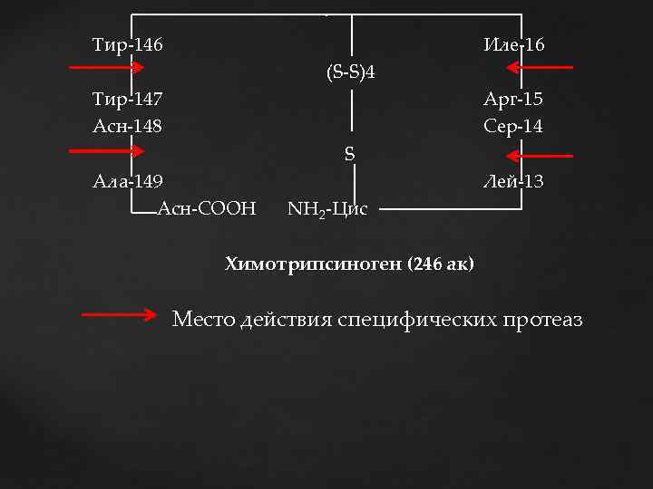 Тир-146 Тир-147 Асн-148 Иле-16 (S-S)4 Арг-15 Сер-14 S Ала-149 Асн-СООН Лей-13 NH 2 -Цис