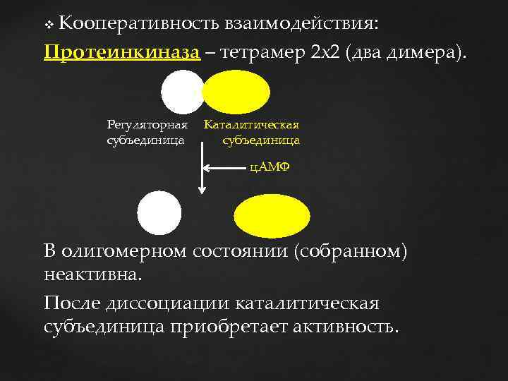 Кооперативность взаимодействия: Протеинкиназа – тетрамер 2 х2 (два димера). v Регуляторная Каталитическая субъединица ц.