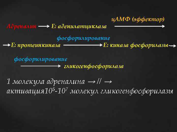 Адреналин Е: аденилатциклаза ц. АМФ (эффектор) фосфорилирование Е: протеинкиназа Е: киназа фосфорилазы фосфорилирование гликогенфосфорилаза