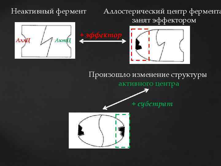 Неактивный фермент Алл. Ц Акт. Ц Аллостерический центр фермента занят эффектором + эффектор Произошло