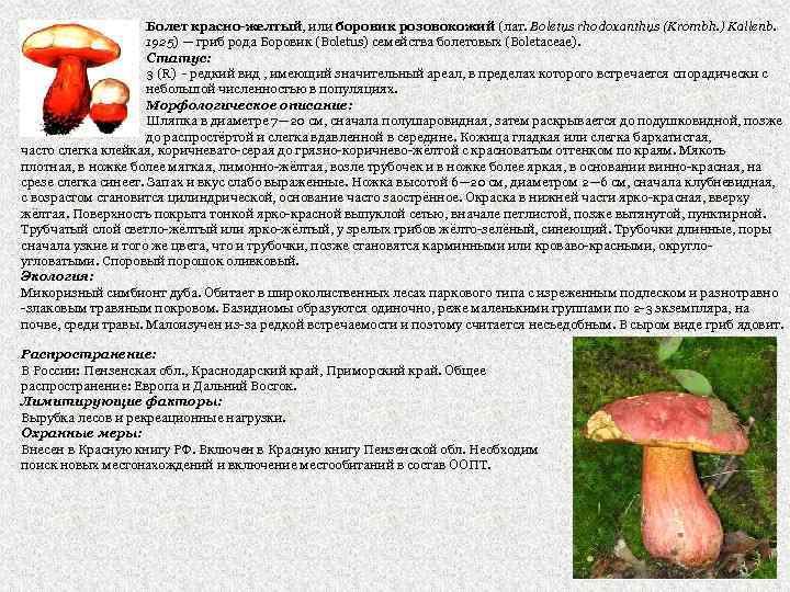 Болет красно-желтый, или боровик розовокожий (лат. Boletus rhodoxanthus (Krombh. ) Kallenb. 1925) — гриб