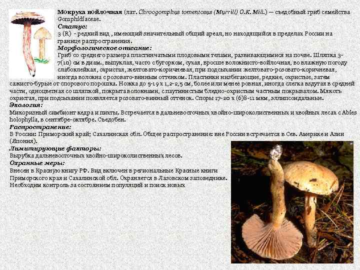 Мокруха войлочная (лат. Chroogomphus tomentosus (Murrill) O. K. Mill. ) — съедобный гриб семейства