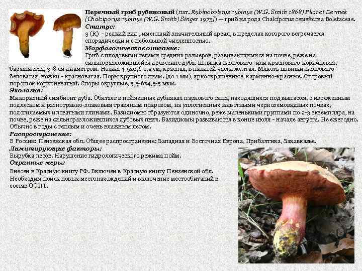 Перечный гриб рубиновый (лат. Rubinoboletus rubinus (W. G. Smith 1868) Pilat et Dermek [Chalciporus
