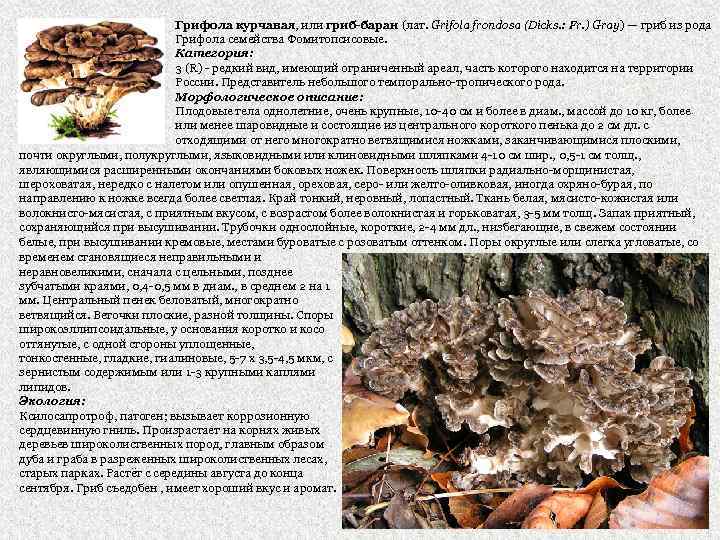 Грифола курчавая, или гриб-баран (лат. Grifola frondosa (Dicks. : Fr. ) Gray) — гриб