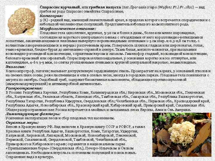 Спарассис курчавый, или грибная капуста (лат. Sparassis crispa (Wulfen: Fr. ) Fr. 1821) —