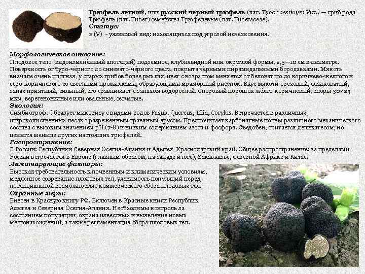 Трюфель летний, или русский черный трюфель (лат. Tuber aestivum Vitt. ) — гриб рода