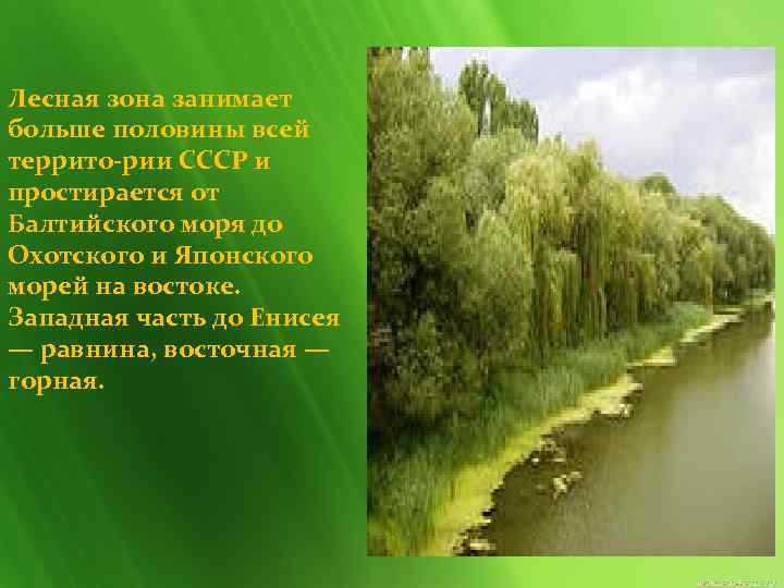 Лесная зона занимает больше половины всей террито рии СССР и простирается от Балтийского моря
