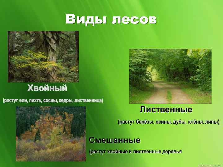 Виды лесов 