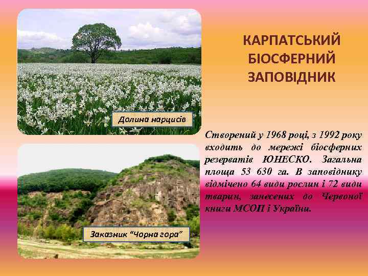 КАРПАТСЬКИЙ БІОСФЕРНИЙ ЗАПОВІДНИК Долина нарцисів Створений у 1968 році, з 1992 року входить до