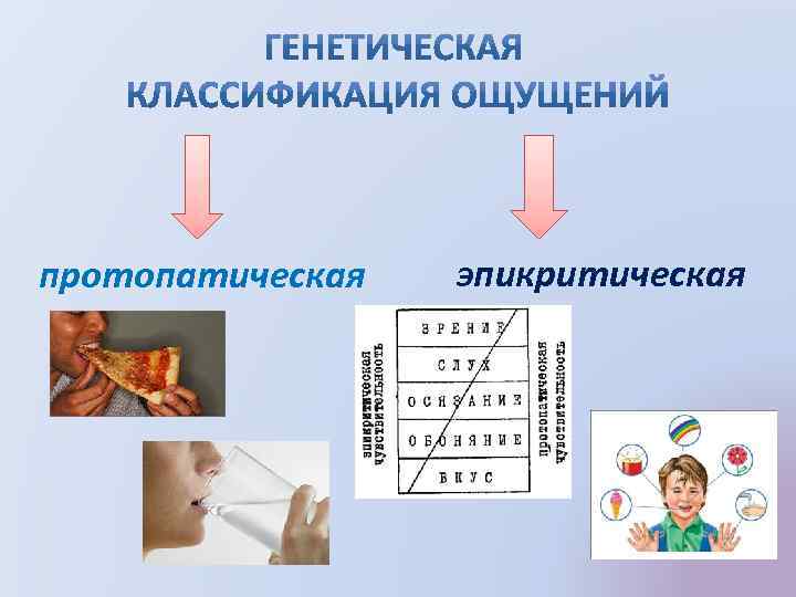 протопатическая эпикритическая 