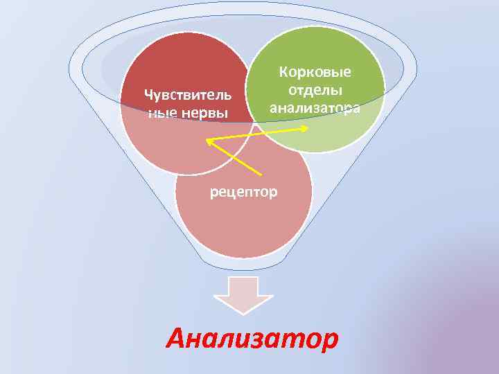 Чувствитель ные нервы Корковые отделы анализатора рецептор Анализатор 