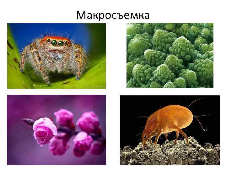 Макросъемка 