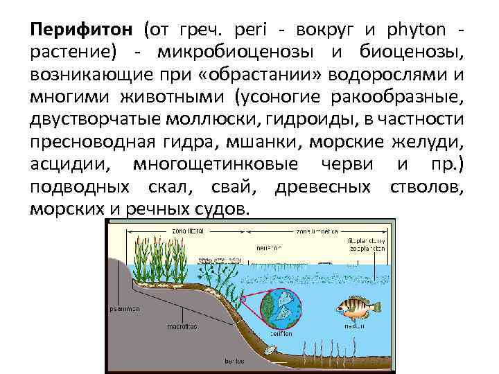 Перифитон (от греч. peri - вокруг и phyton - растение) - микробиоценозы и биоценозы,