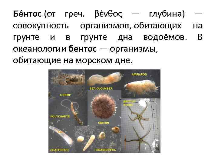 Бе нтос (от греч. βένθος — глубина) — совокупность организмов, обитающих на грунте и