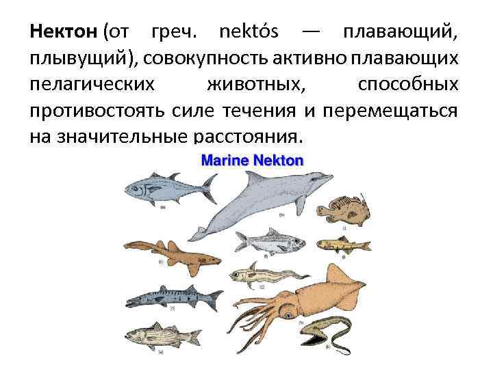 Нектон (от греч. nektós — плавающий, плывущий), совокупность активно плавающих пелагических животных, способных противостоять