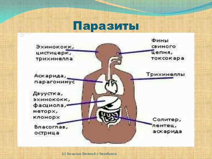 Паразиты (с) Кичигин Евгений г. Челябинск 