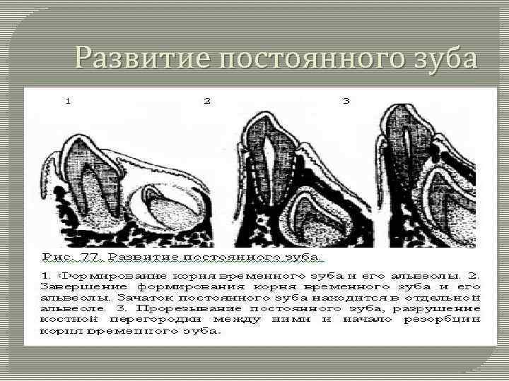 Развитие постоянного зуба 