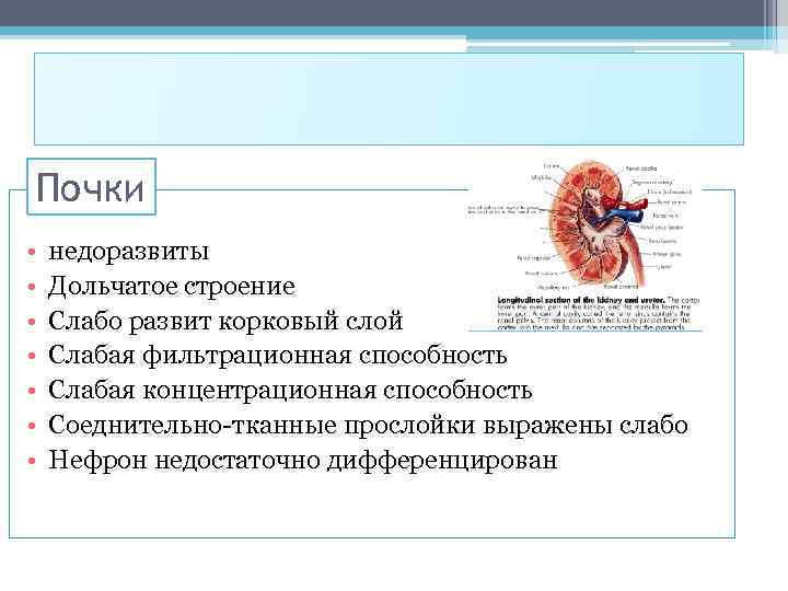 Почки • • недоразвиты Дольчатое строение Слабо развит корковый слой Слабая фильтрационная способность Слабая