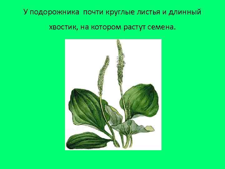 У подорожника почти круглые листья и длинный хвостик, на котором растут семена. 