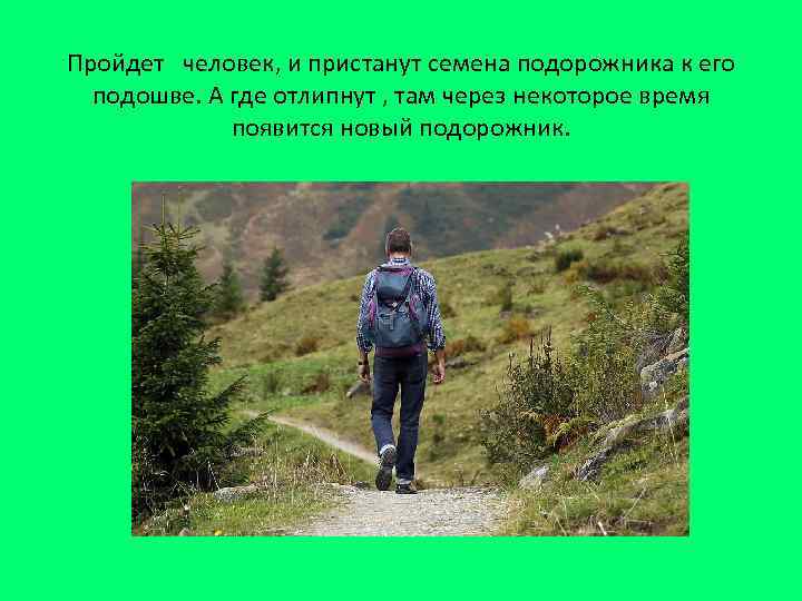 Пройдет человек, и пристанут семена подорожника к его подошве. А где отлипнут , там