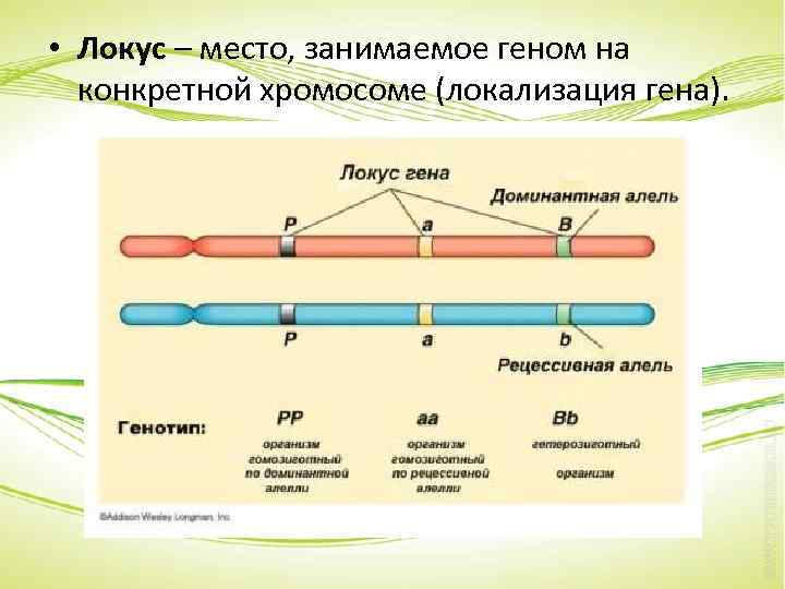 Локус это