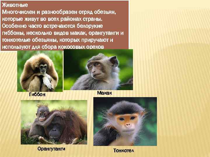 Животные Многочислен и разнообразен отряд обезьян, которые живут во всех районах страны. Особенно часто