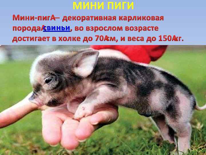МИНИ ПИГИ Мини-пиг — декоративная карликовая свиньи порода свиньи, во взрослом возрасте достигает в