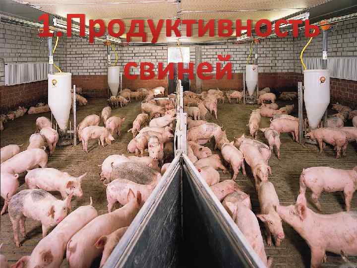1. Продуктивность свиней 