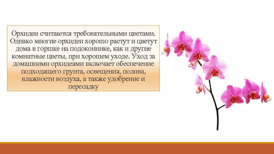 Орхидеи считаются требовательными цветами. Однако многие орхидеи хорошо растут и цветут дома в горшке