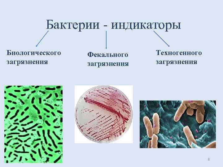 Роль бактерий в воде. Индикаторы микроорганизмы-сапрофиты. Микроорганизмы биоиндикаторы. Индикация микроорганизмов. Микроорганизмы обитающие во внешней среде.