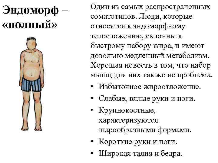 Эндоморф – «полный» Один из самых распространенных соматотипов. Люди, которые относятся к эндоморфному телосложению,