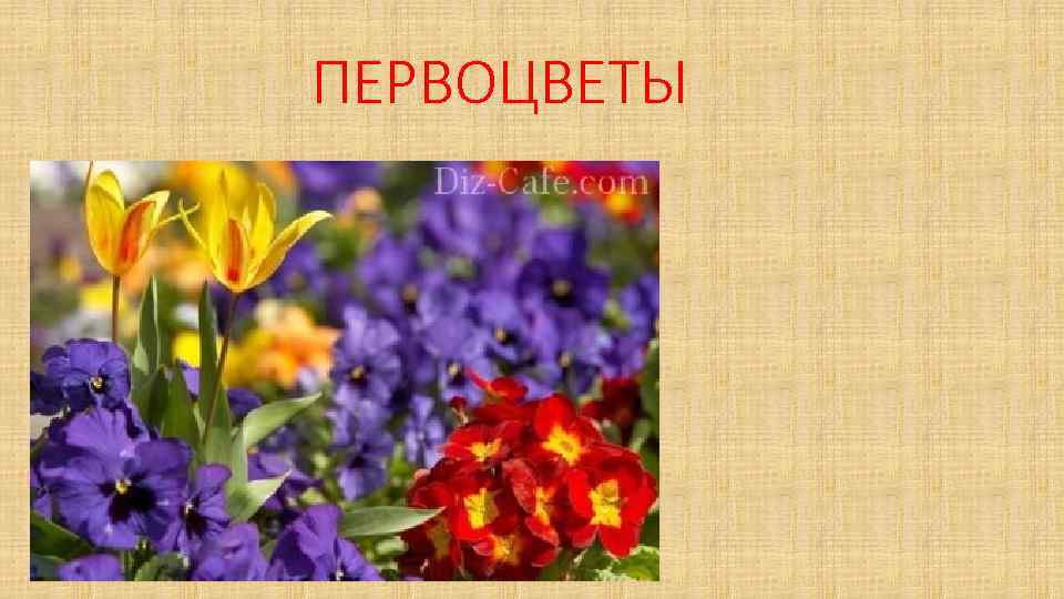 ПЕРВОЦВЕТЫ 