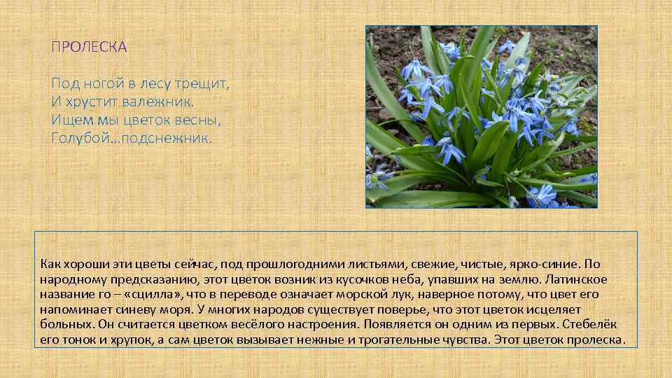 ПРОЛЕСКА Под ногой в лесу трещит, И хрустит валежник. Ищем мы цветок весны, Голубой…подснежник.