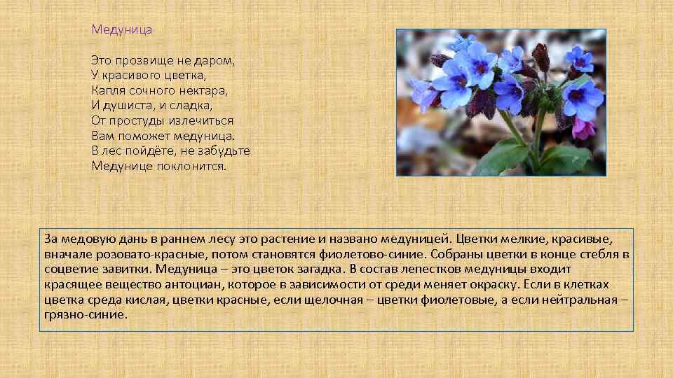 Медуница Это прозвище не даром, У красивого цветка, Капля сочного нектара, И душиста, и