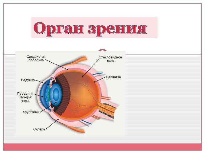 Схема слова глазной