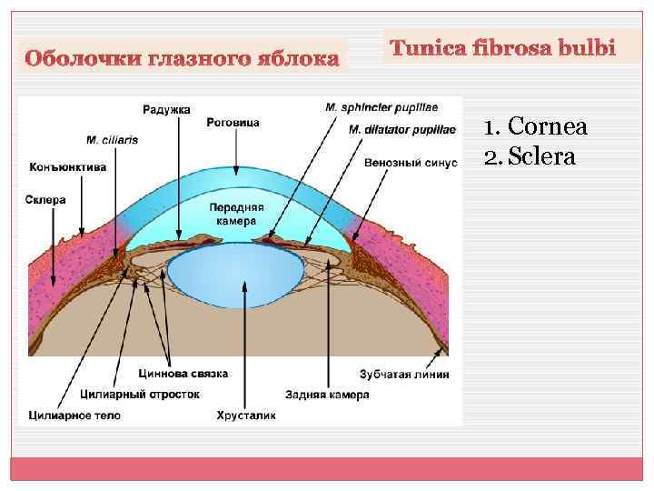 Оболочки глазного яблока Tunica fibrosa bulbi 1. Cornea 2. Sclera 