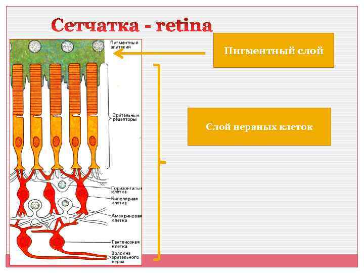 Пигментный слой Слой нервных клеток 